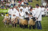 Sheep (c) Devon County Show Credit: Geoff & Tordis Pagotto