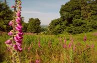 Killerton Gardens with flowers