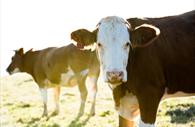 Cows at Greendale Farm Shop.