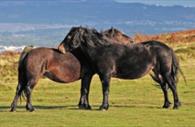 Princetown, Dartmoor