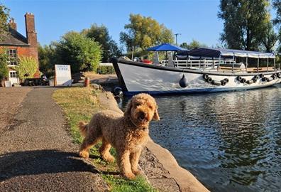 Paws in Exeter Photo Competition