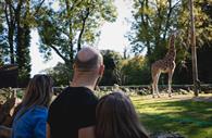 Family watching Giraffes