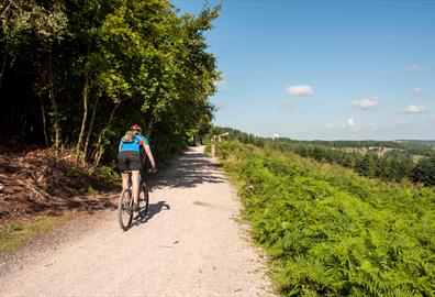 Cyclist on Haldon Forest Cycle Trail