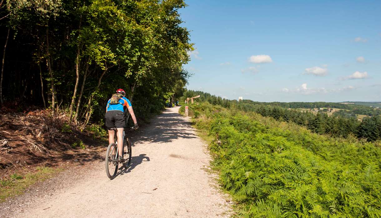 Haldon Forest Cycle Trails