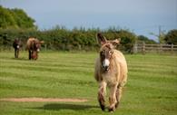 Poitou donkey bounds over to meet visitors at The Donkey Sanctuary