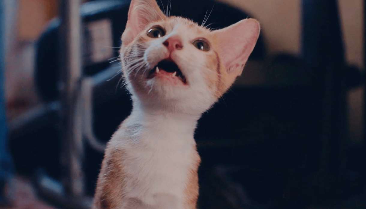 Cat Video Fest Cat Video Fest