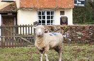 A Sheep in Broadclyst