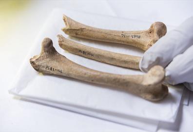 From grave goods to turkey bones: recent archaeological finds