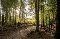 Child-friendly cycling trails at Haldon Forest Park