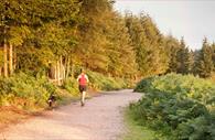Haldon Forest Park - Forestry Commission - running with dog