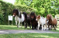 The Main Herd of Ponies
