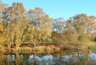 Autumn colours on banks of River Exe at Belle Isle
