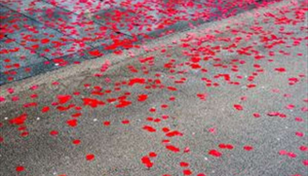 Poppies in the road