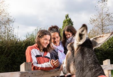 Family enjoys meeting donkey