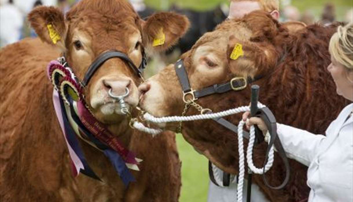 Cows (c) Devon County Show Credit: Geoff & Tordis Pagotto