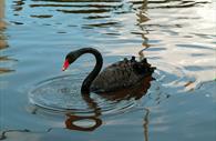 Dawlish Black Swan in Dawlish