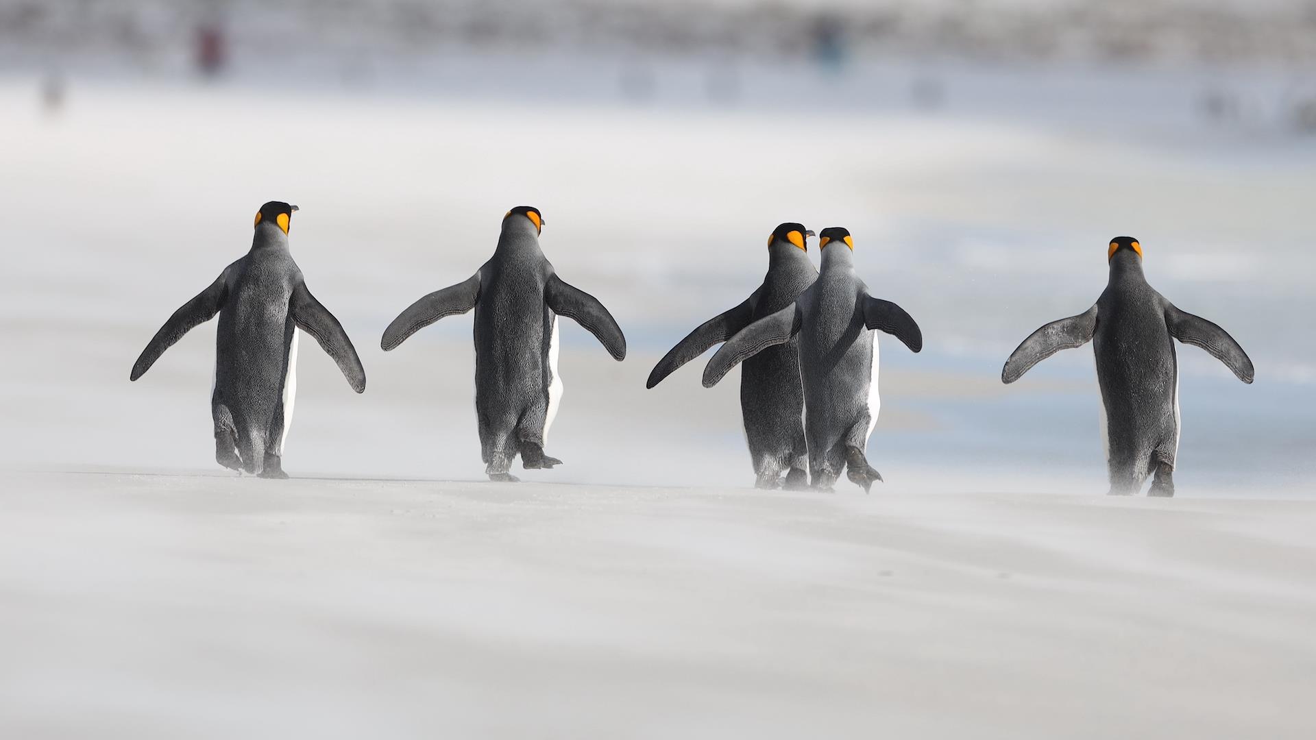 VISIT THE FALKLAND ISLANDS visual data 4