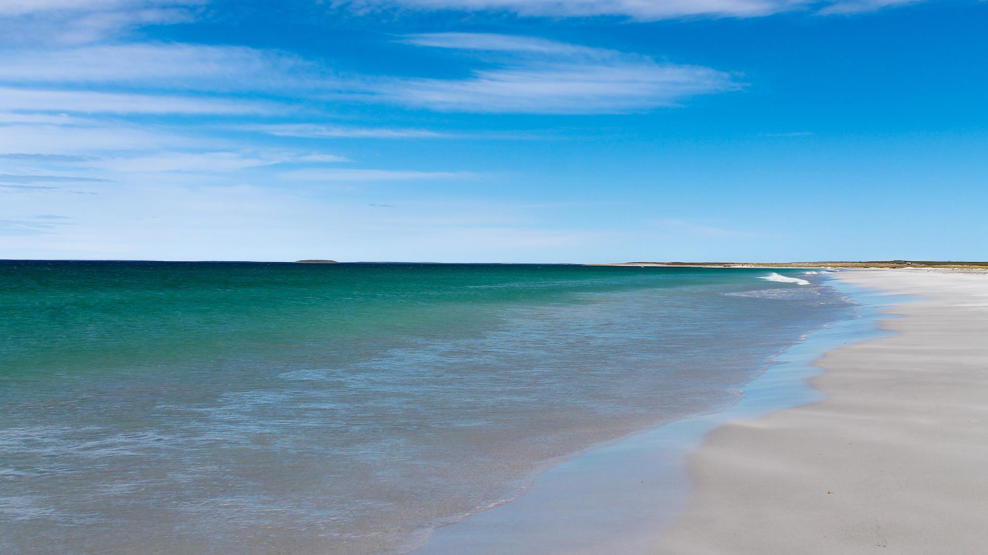 Falkland Islands Flora Falkland Islands National Flower