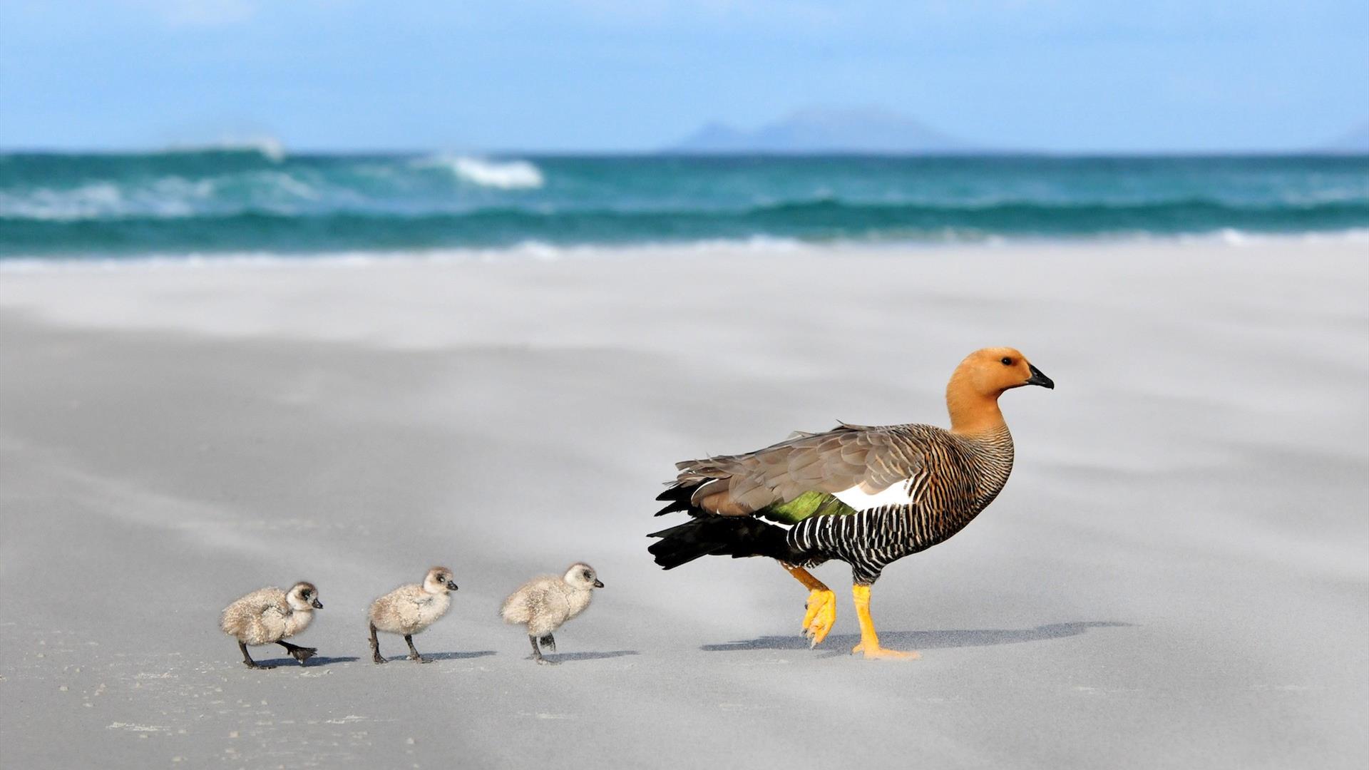 IS THE FALKLAND ISLANDS SAFE visual data 2