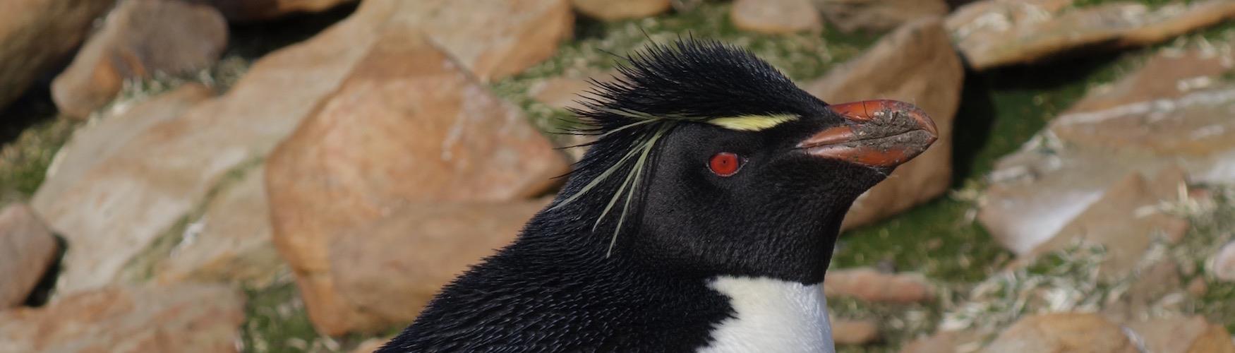 Kidney Island, Falkland Islands