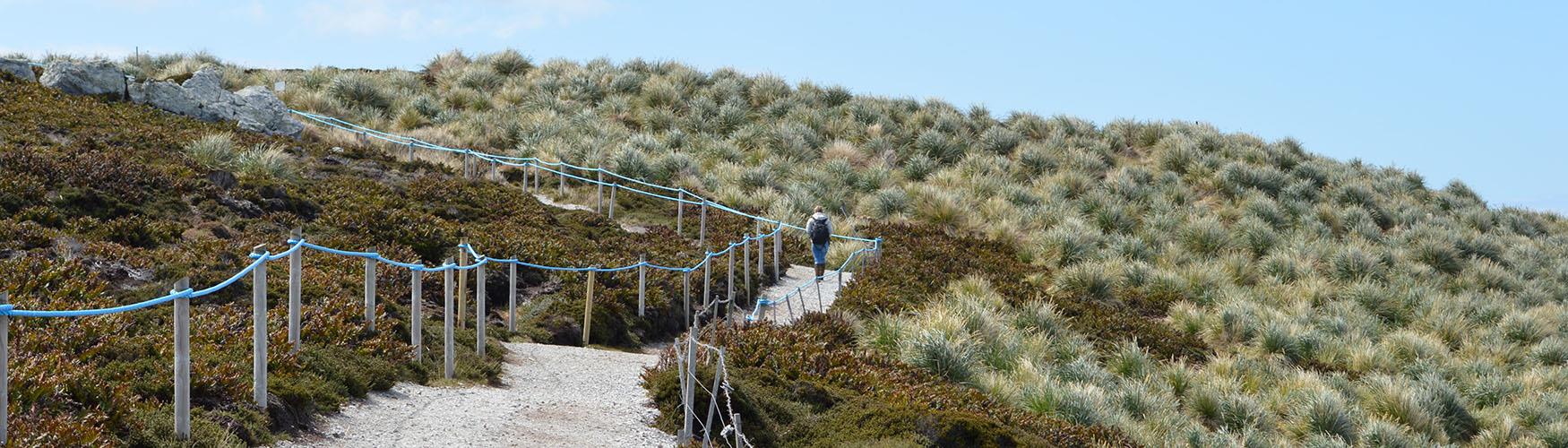 Gypsy Cove, Falkland Islands