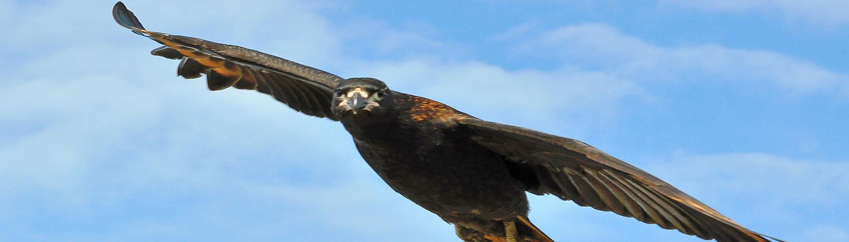 Striated caracara, Bleaker Island, Falkland Islands