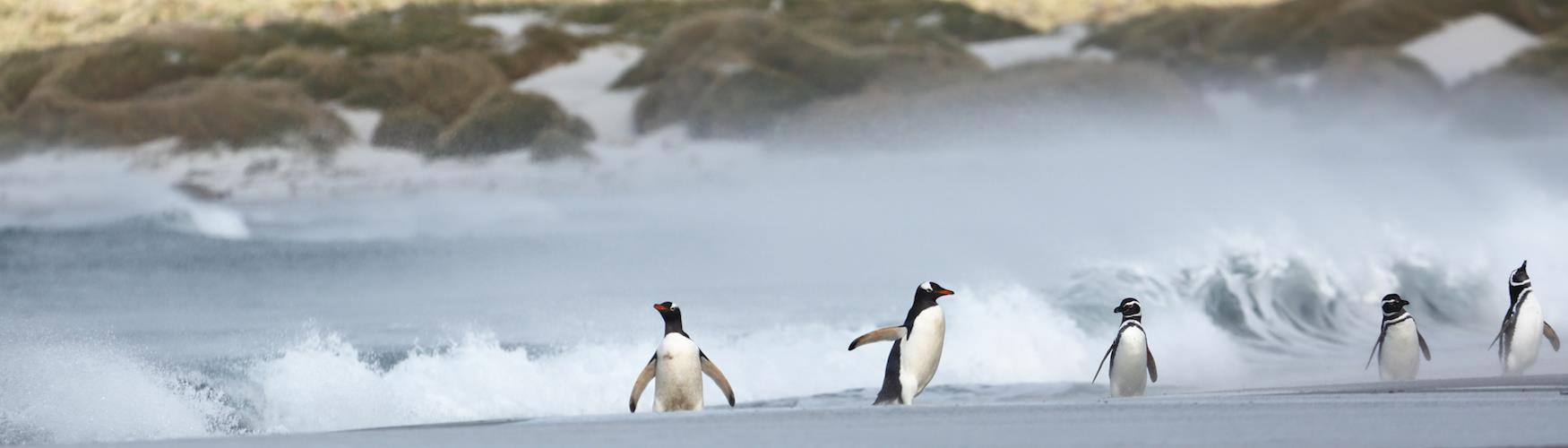 FALkLAnds FACts - Birdwatch