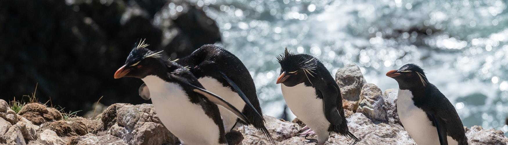 Rockhoppers on Pebble Island, Falkland Islands