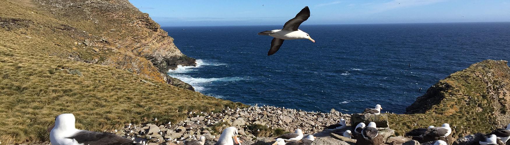 The Falkland Islands is home to 70% of the world Black-browed Albatross