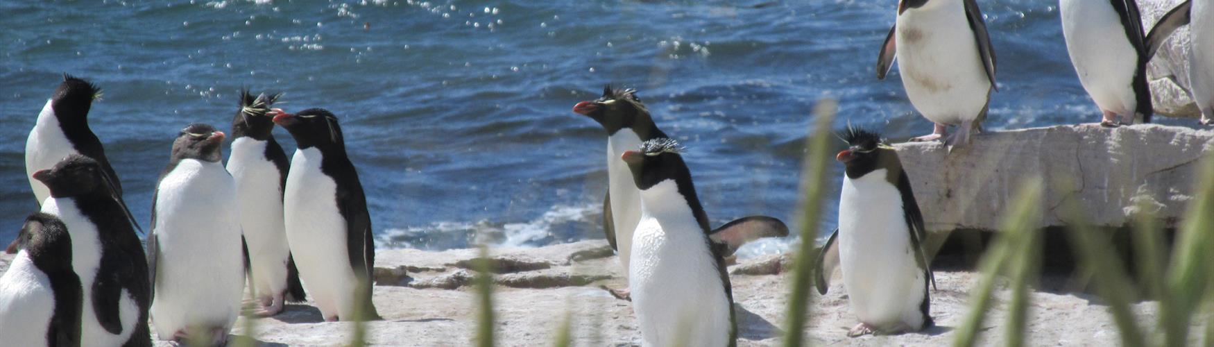 Rockhoppers in the Falkland Islands