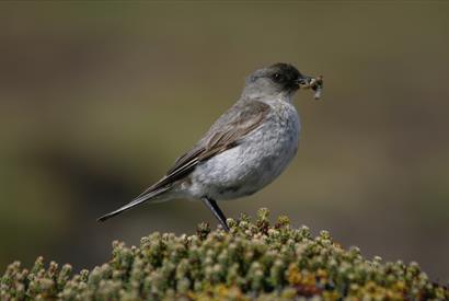 Kidney Island _Falkland Islands