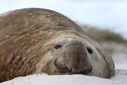 Sealion_lodge