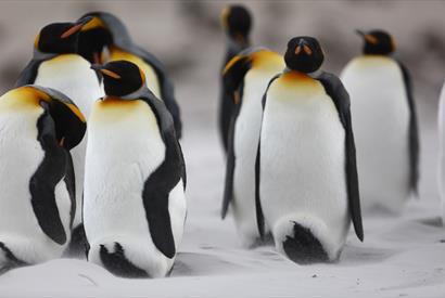 Volunteer Point_Falkland Islands