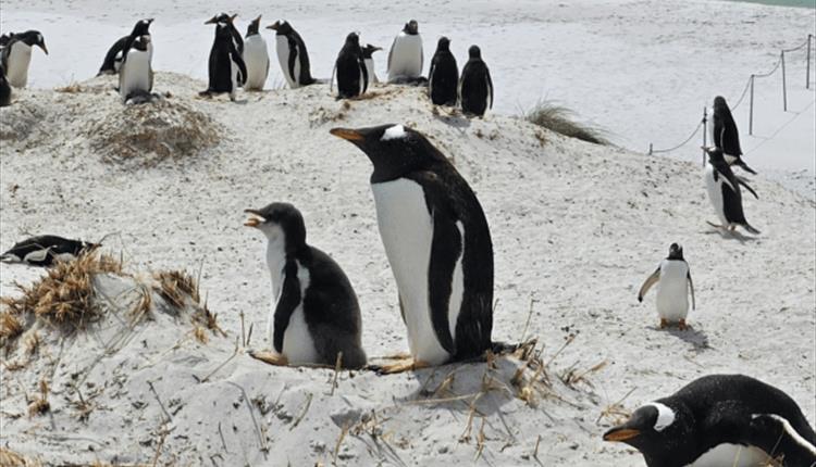 Gentoo_Penguin