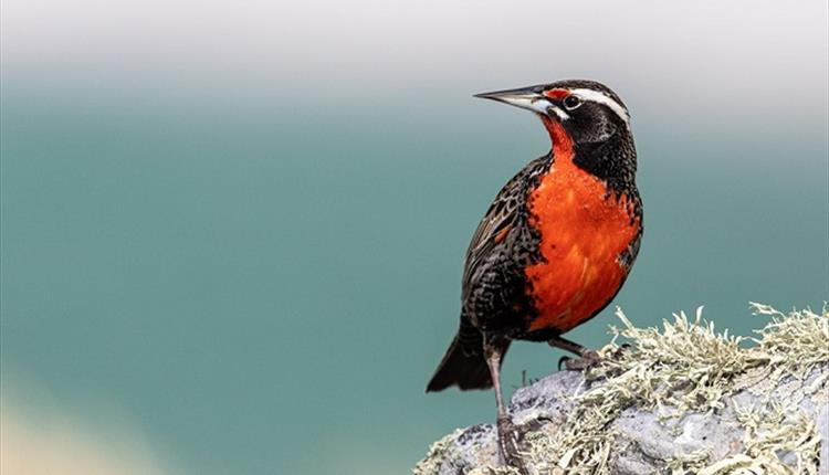 Long-tailed Meadowlark or Falklands Robin, Falklands Nature, Stanley, Falkland Islands