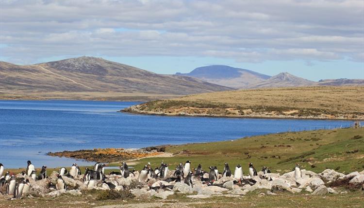 San_Carlos_Waters_Penguins