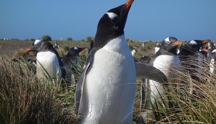 The Falkland Islands are home to some of the largest breeding populations in the world