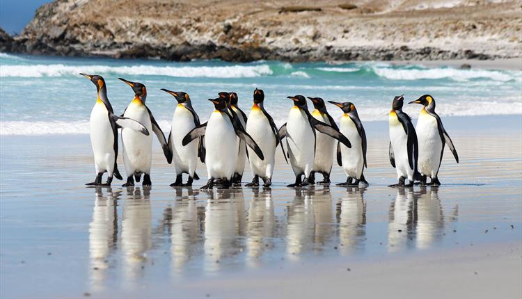 Estancia Excursions - Falkland Islands Guides in Stanley, Stanley ...