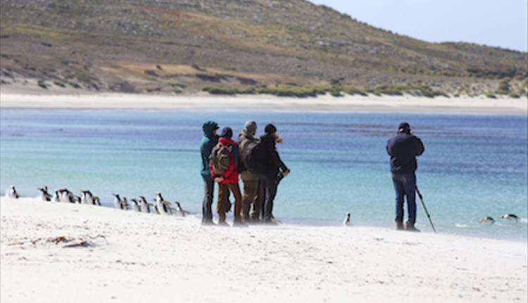 Photographing penguins in the Falklands