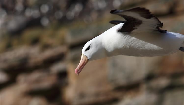 Close-up of the soaring black-browed albatross