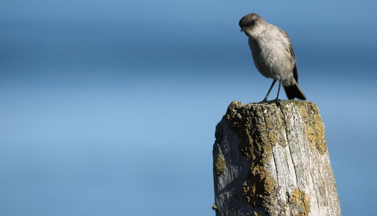 The Falkland Islands endemic tussac bird lives in abundance throughout the islands.
