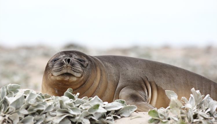 Falkland Islands Holidays