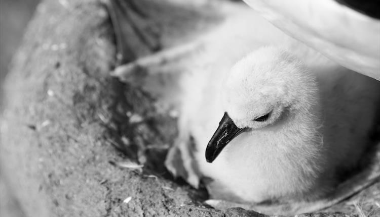 Black-browed albatross chick