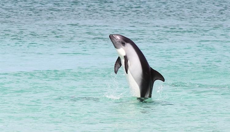 Whales leap out of the waters around the Falkland Islands.