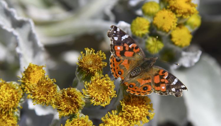 Look out for the beautiful Painted Lady butterfly in the Falkland Islands.