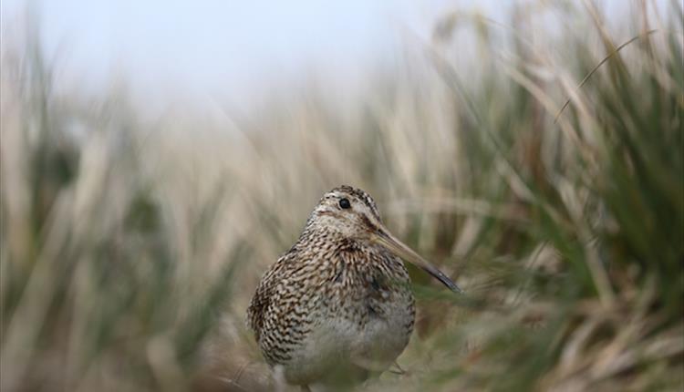 The Falkland Islands have ideal habitats for the Magellanic snipe.