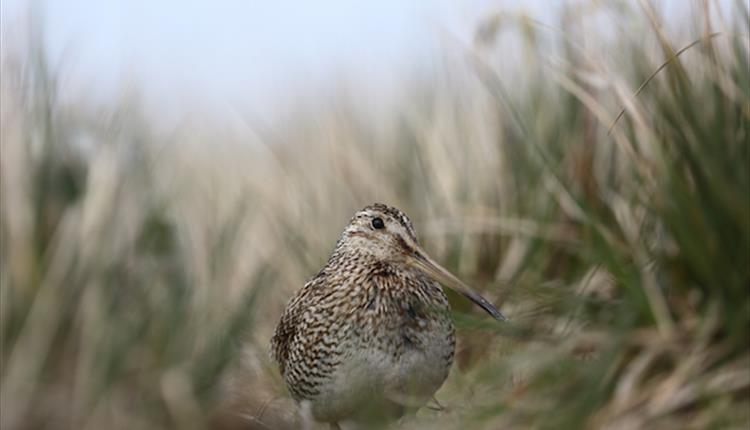 The Falkland Islands have ideal habitats for the Magellanic snipe.