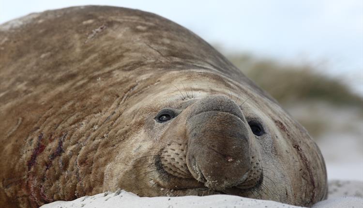 Sealion_lodge