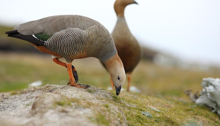 Ruddy-headed goose of the Falklands