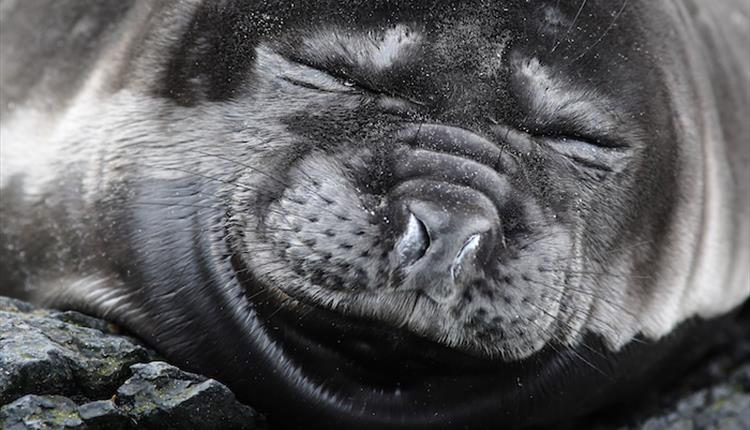 Sea lion colonies on the Falkland Islands are amongst the world's best.